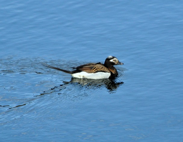 Long-tailed Duck – Male | Dawson City, Yukon Territory | June, 2011