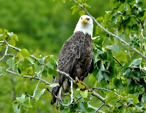 Bald Eagle | Haines, Alaska | June, 2011