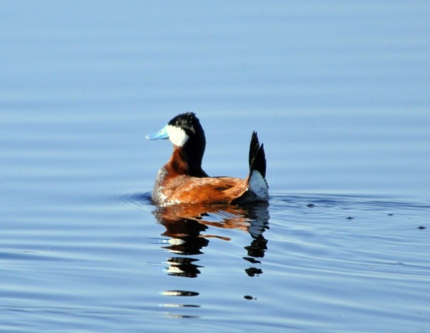 Ruddy Duck –  Male | Walden, Colorado | June, 2011
