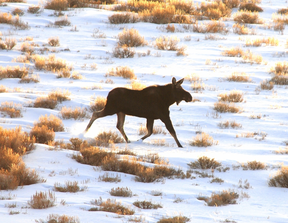 Moose –  Bull | Walden, Colorado | February, 2009
