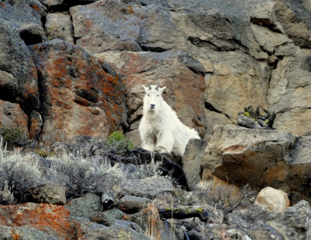 Mountain Goat | Yellowstone National Park | October, 2009