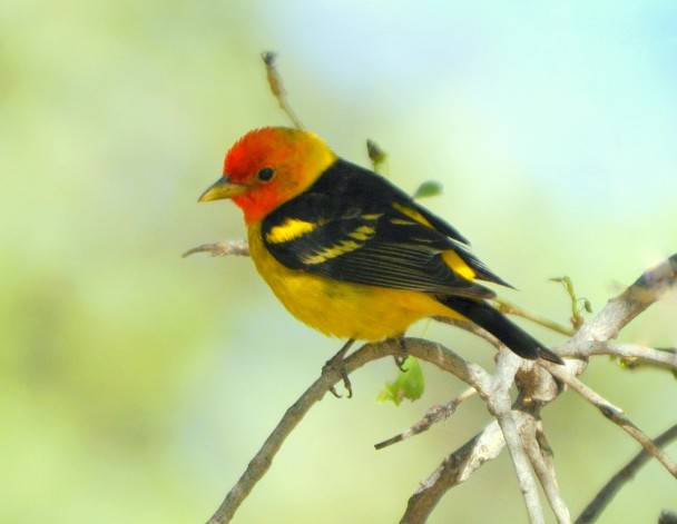 Western Tanager – Male | Albuquerque, New Mexico | May, 2010