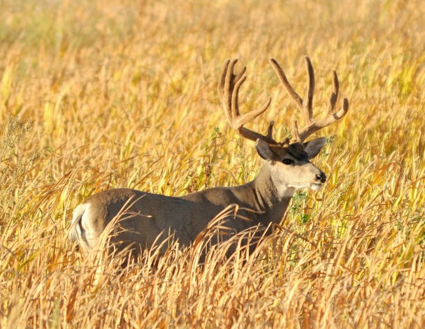 Mule Deer –  Buck | Alamosa, Colorado | September, 2010