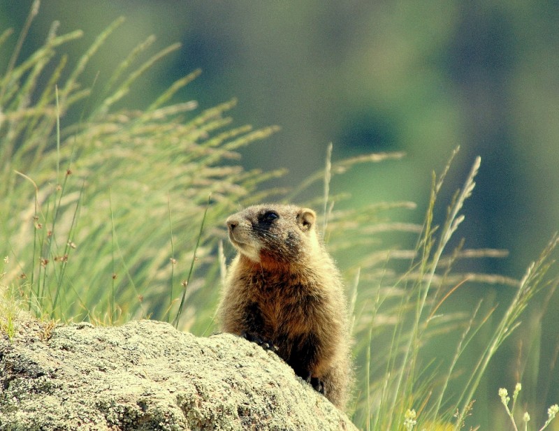 Marmot –  Yellow-bellied | Southfork, Colorado | July, 2009