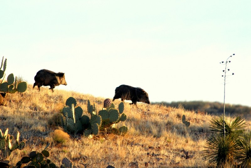 Javelinas | Lordsburg, New Mexico | March, 2009