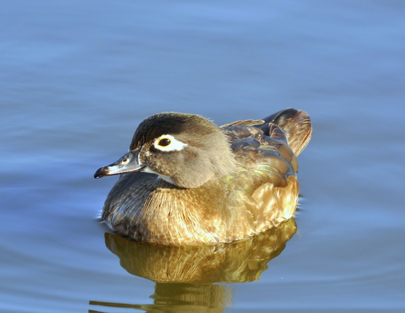 Wood Duck –  Female | Albuquerque, New Mexico | March, 2011