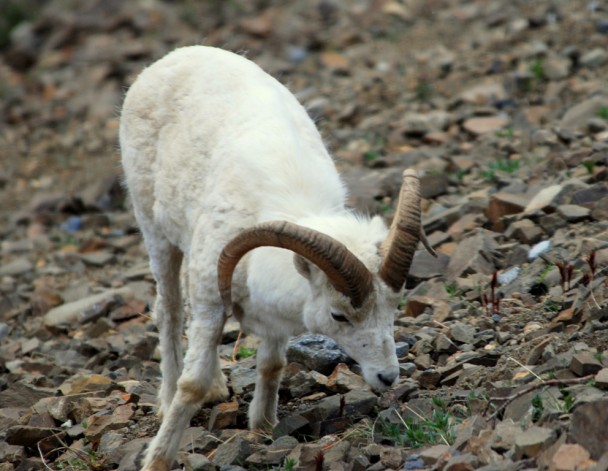 Dall Sheep –  Ram | Denali National Park | May, 2009
