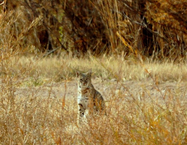 Bobcat | Bosque del Apache | November, 2009