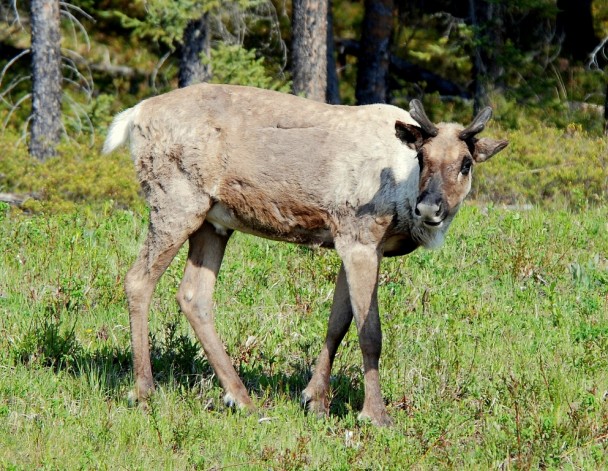 Caribou –  Immature Bull | Fort Nelson, British Columbia | June, 2009