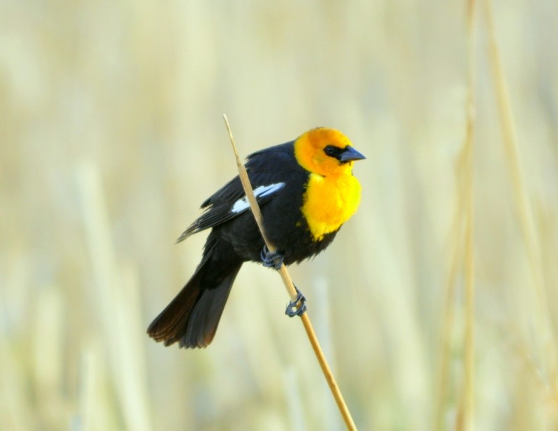 Yellow-headed Blackbird –  Male | Alamosa, Colorado | May, 2011