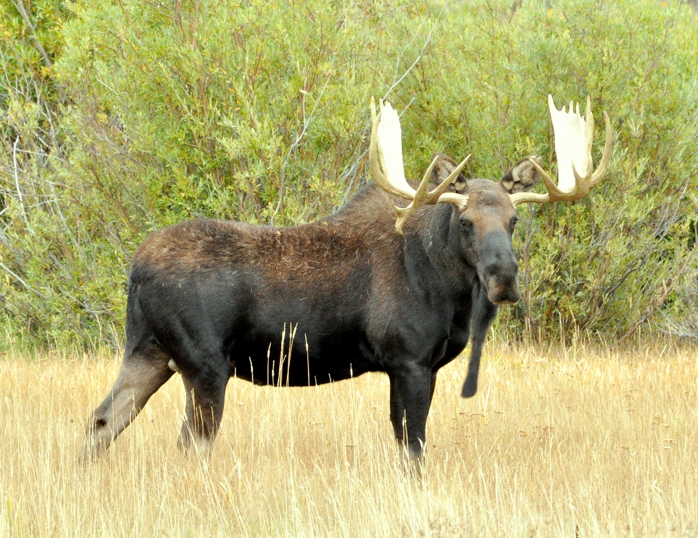 Moose – Bull | Walden, Colorado | September, 2010