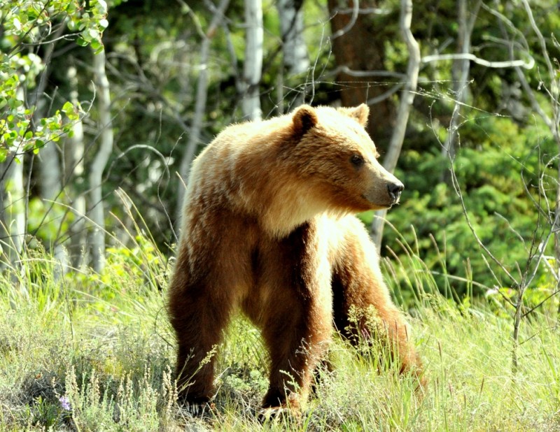Grizzly Bear | Pelly Crossing, Yukon Territory | June, 2011