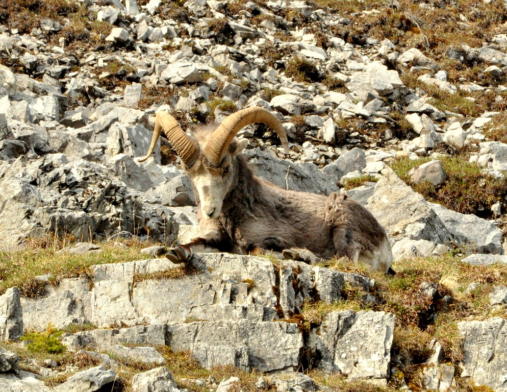 Stone Sheep –  Ram | Fort Nelson, British Columbia | May, 2011