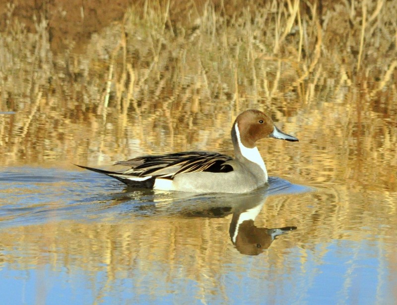 Northern Pintail – Male | Bosque del Apache | January, 2010
