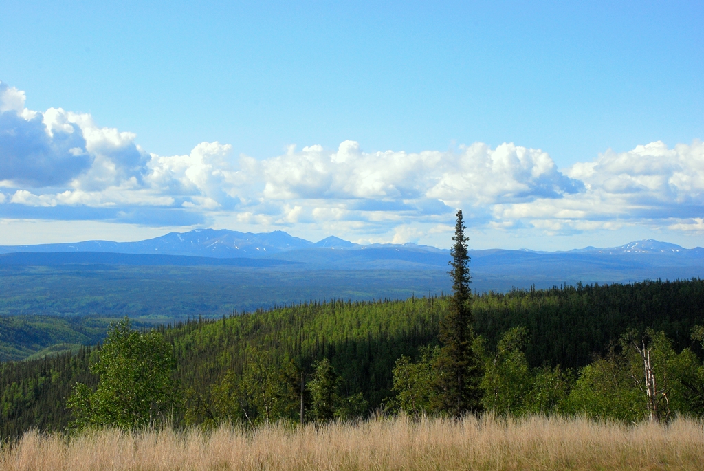 Boreal Forest | Livengood, Alaska | June, 2011