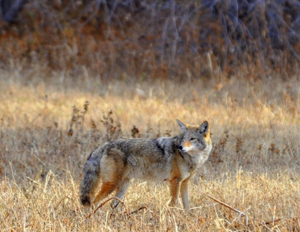 Coyote | Bosque Del Apache | November 2009