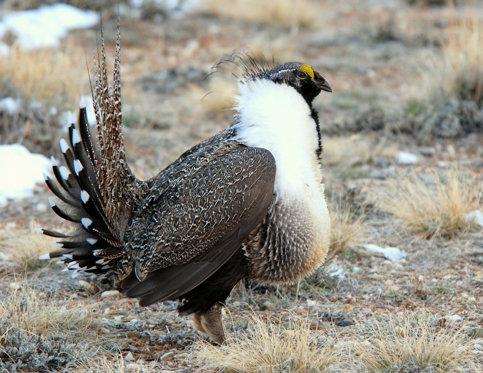Greater Sage Grouse – Male | Walden, Colorado | April, 2009