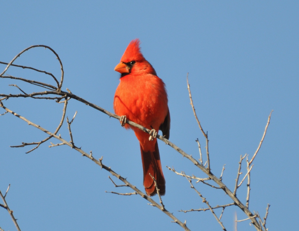 Northern Cardinal – Male | Lordsburg, New Mexico | March, 2010