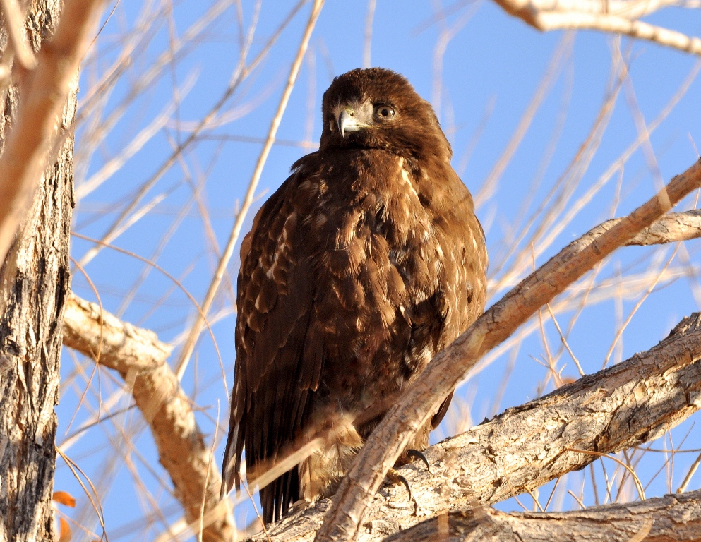 Red-tailed Hawk | Bosque del Apache | February, 2011