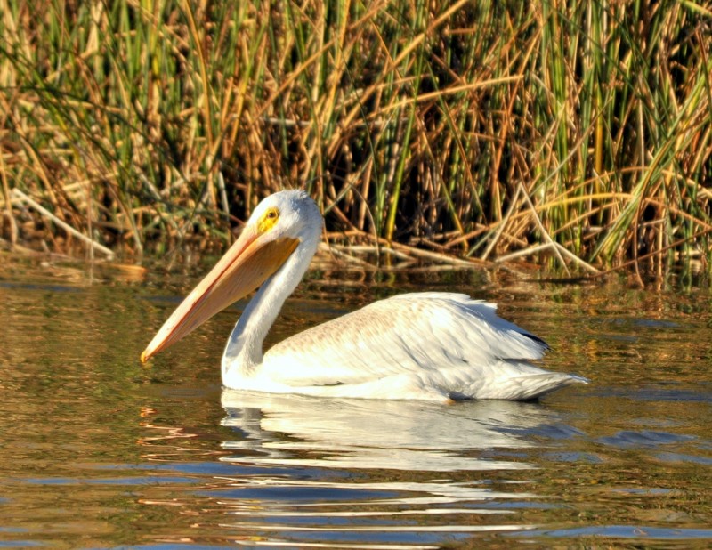 American White Pelican | Bear River Bird Refuge | September, 2011