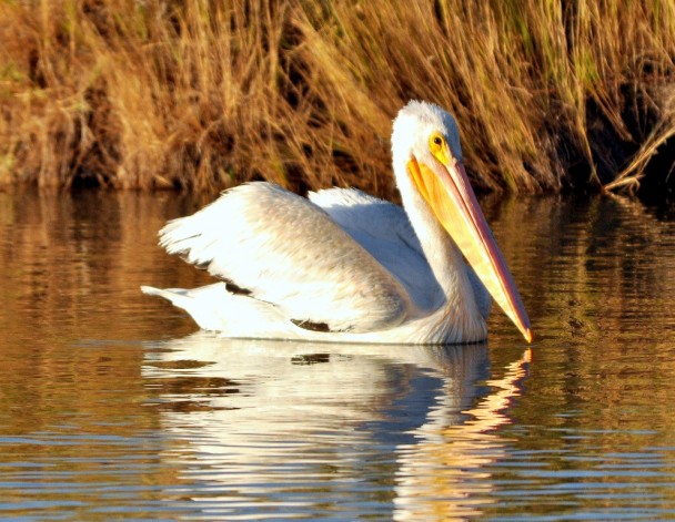American White Pelican | Bear River Bird Refuge | September, 2010