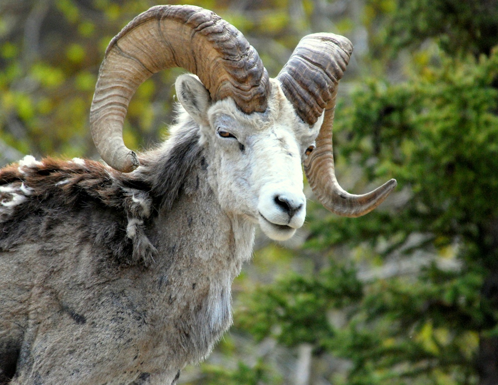 Stone Sheep – Ram | Fort Nelson, British Columbia | May, 2009