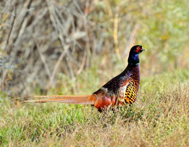 Ring-necked Pheasant – Male | Bosque del Apache | October, 2009