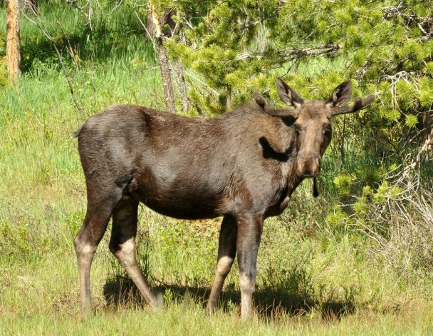 Moose – Bull | Granby, Colorado | June, 2011
