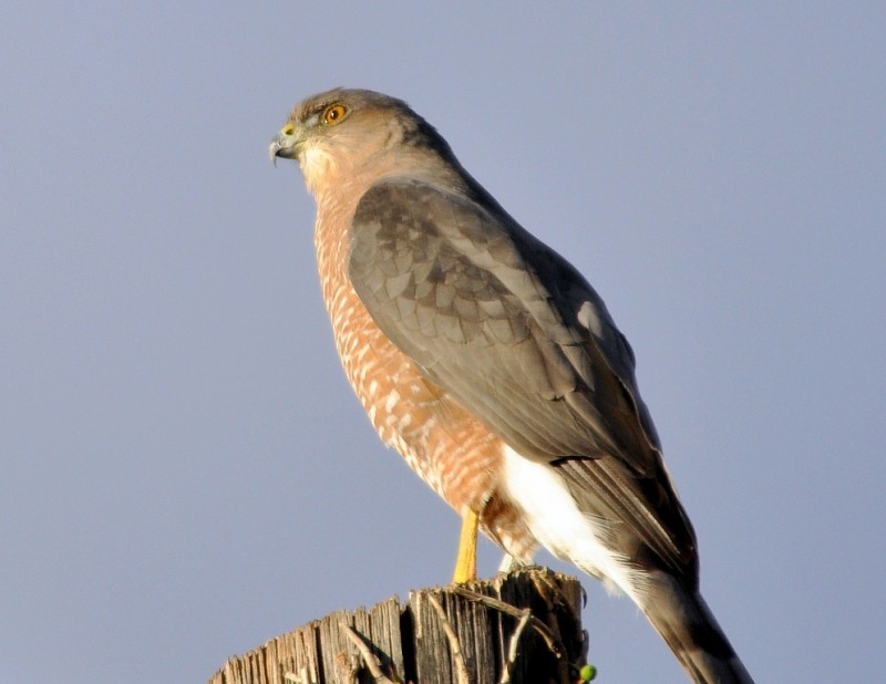 Cooper’s Hawk | Albuquerque, New Mexico | October, 2011