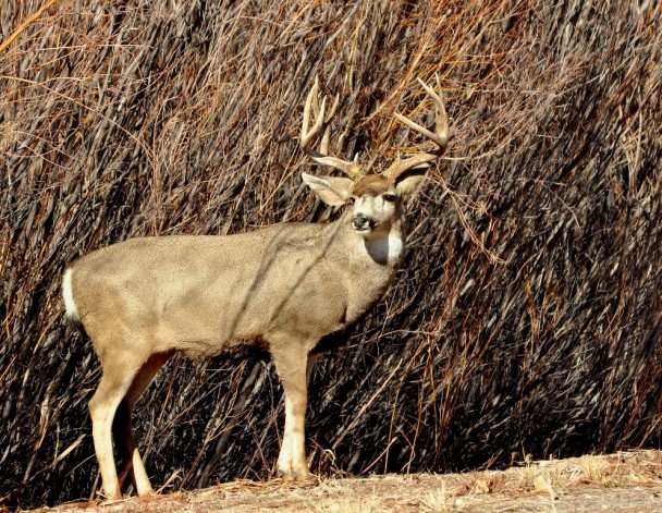 Mule Deer – Buck | Bosque del Apache | January, 2012