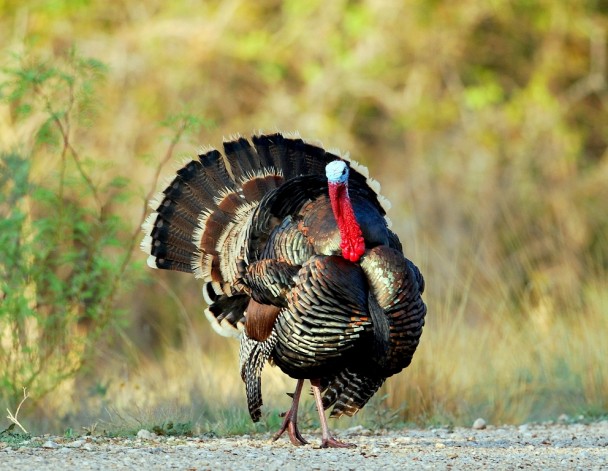 Wild Turkey – Male | Carlsbad, New Mexico | April,2012