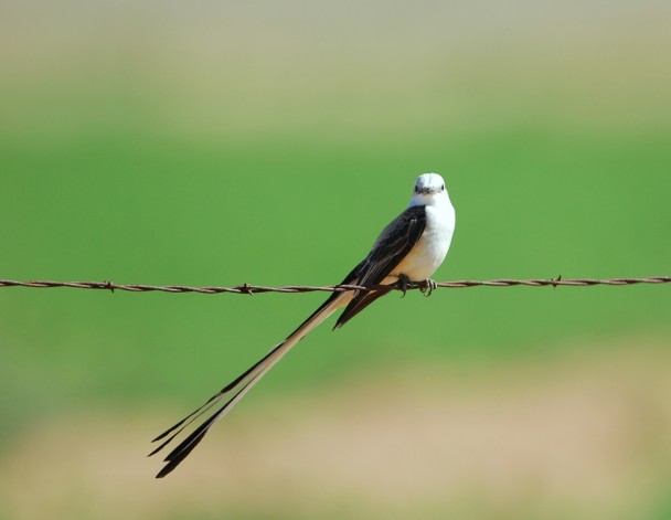 Scissor-tailed Flycatcher – Male | Carlsbad, New Mexico | April,2012