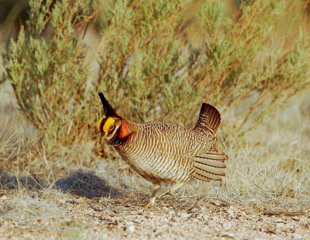 Lesser Prairie-Chicken – Male | Roswell, New Mexico | April, 2012