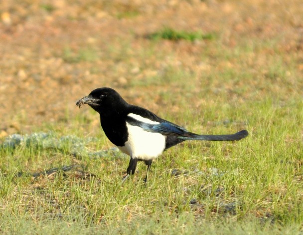 Black-billed Magpie | Walden, Colorado | May, 2012