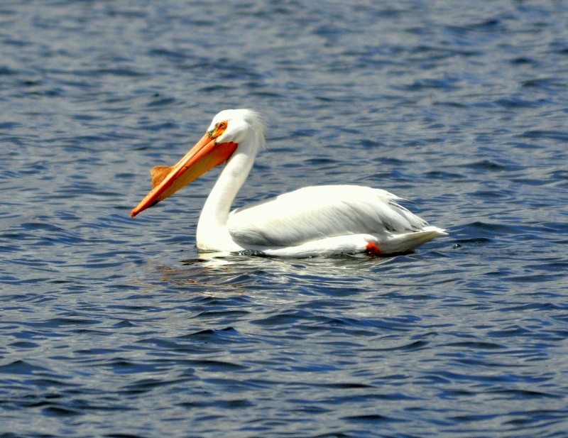American White Pelican | Walden, Colorado | May, 2012