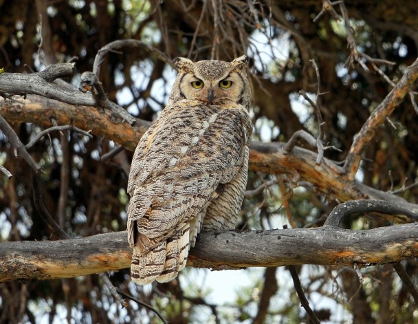 Great Horned Owl | Burgess Junction, Wyoming | June, 2012