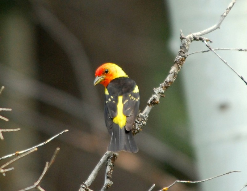 Western Tanager Male Pagosa Springs, Colorado July, 2012 Tony