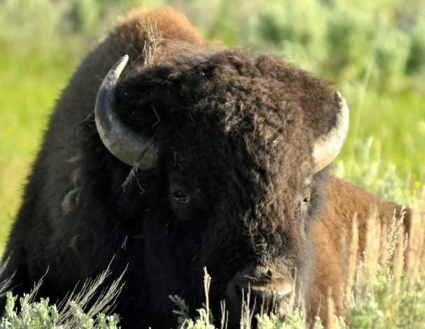 Bison – Bull | Yellowstone National Park | June, 2012