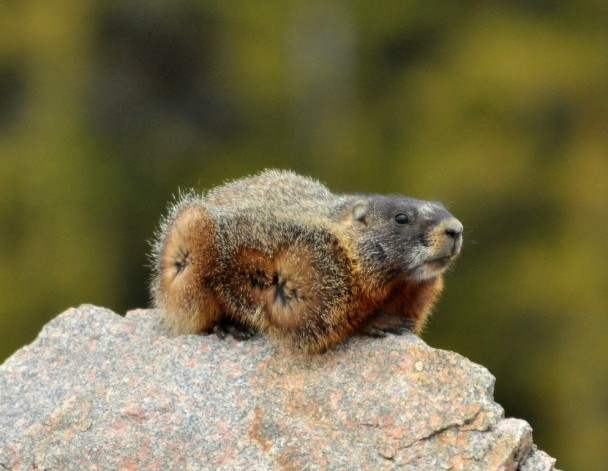 Marmot – Yellow-bellied | Bear Tooth Pass, Montana | June, 2012