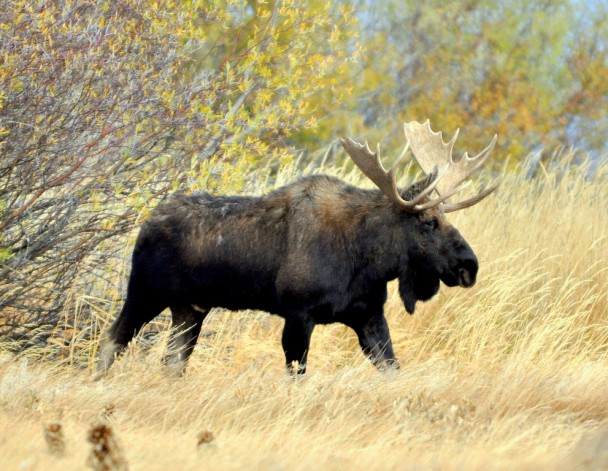 Moose – Bull | Walden, Colorado | October, 2011