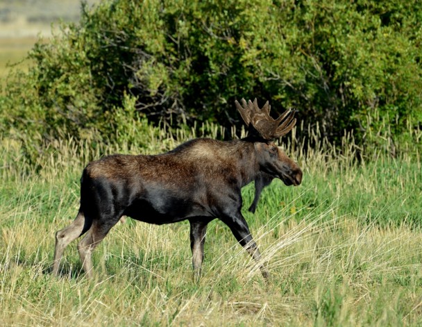 Moose – Bull | Walden, Colorado | August, 2012