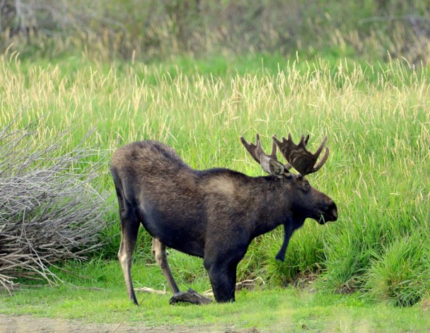 Moose – Bull | Walden, Colorado | August, 2012
