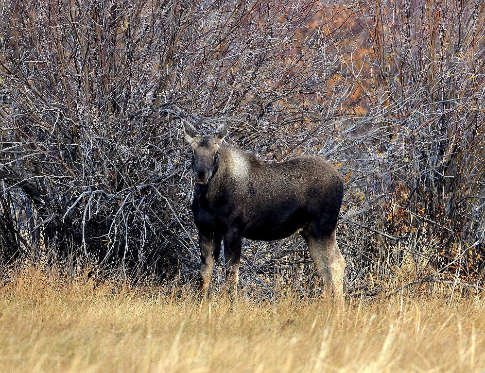 Moose In Colorado