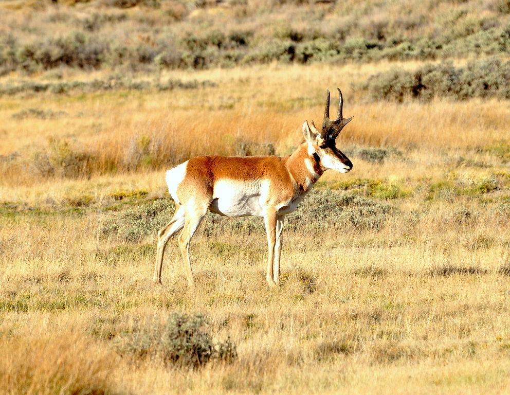 Pronghorn – Buck | Walden, Colorado | October, 2012