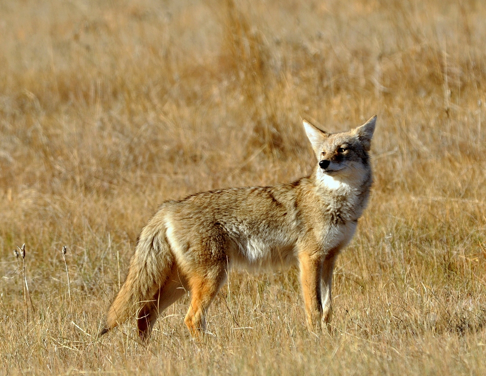 Coyote | Walden, Colorado | October, 2012