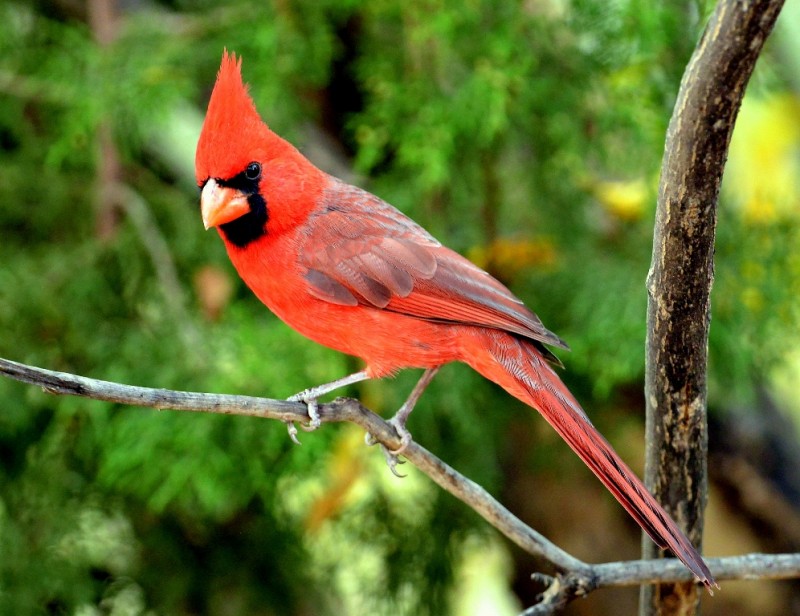 Northern Cardinal – Male | Cave Creek Canyon, Arizona | November, 2012