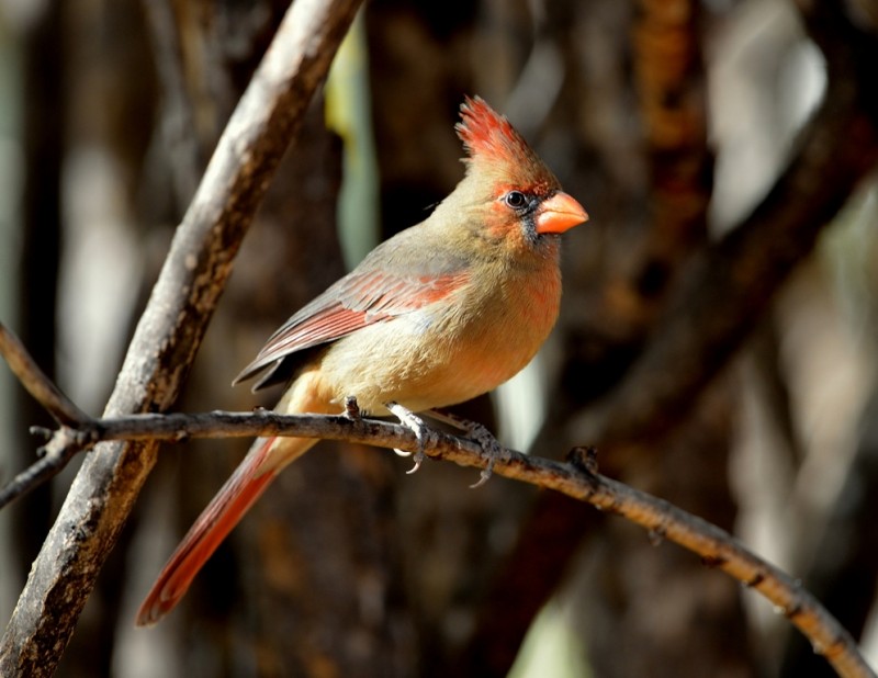 Northern Cardinal – Female | Cave Creek Canyon, Arizona | November, 2012