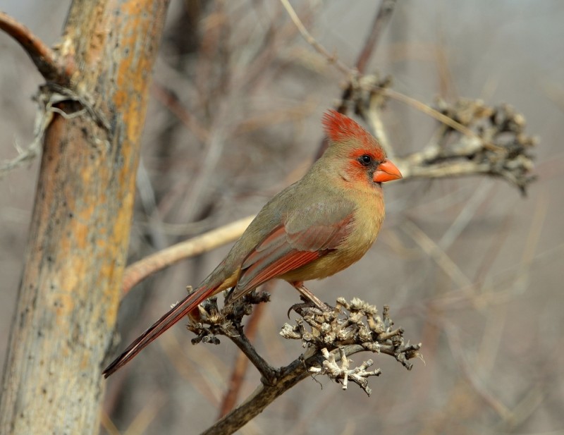 Northern Cardinal – Female | Portal, Arizona | February, 2013