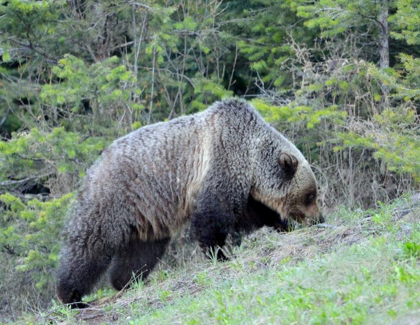 Grizzly Bear | Radium Hot Springs, B.C. | May, 2013