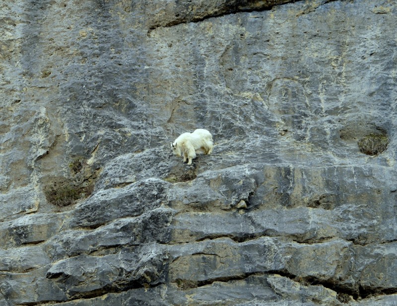 Mountain Goat | Jasper National Park | May, 2013